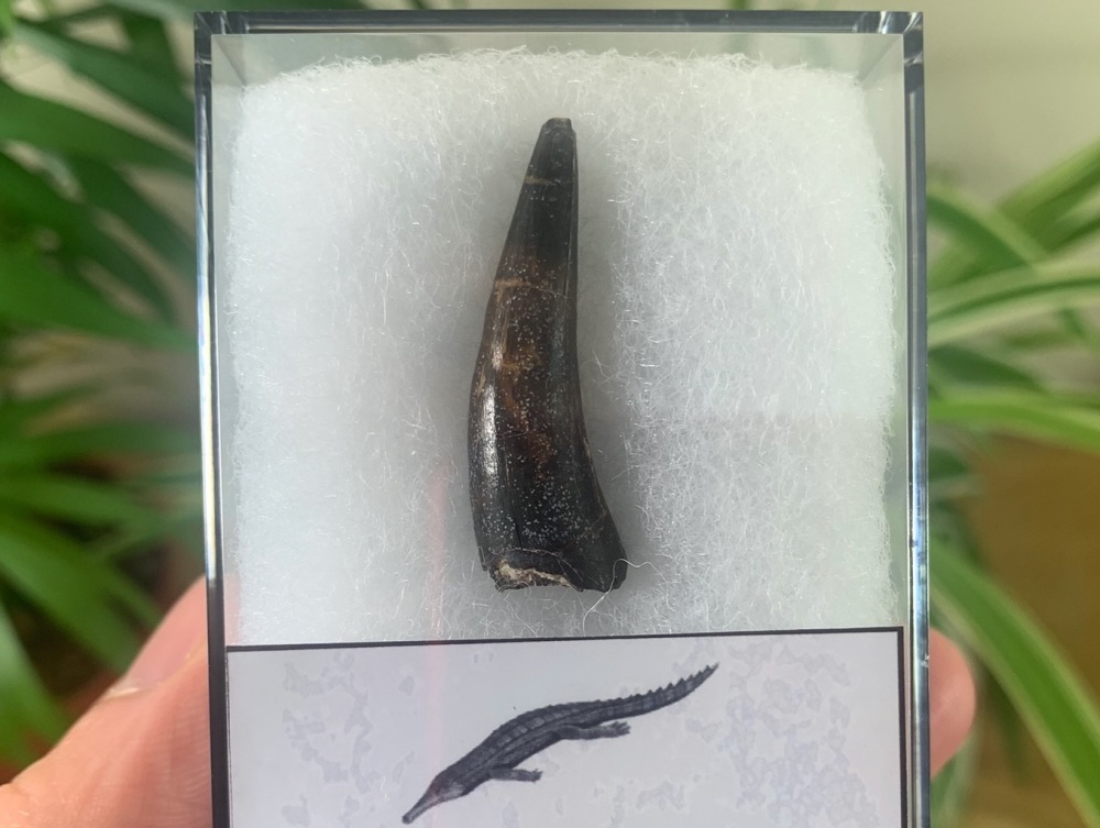 Stolokrosuchus Crocodile Tooth (Niger) #04