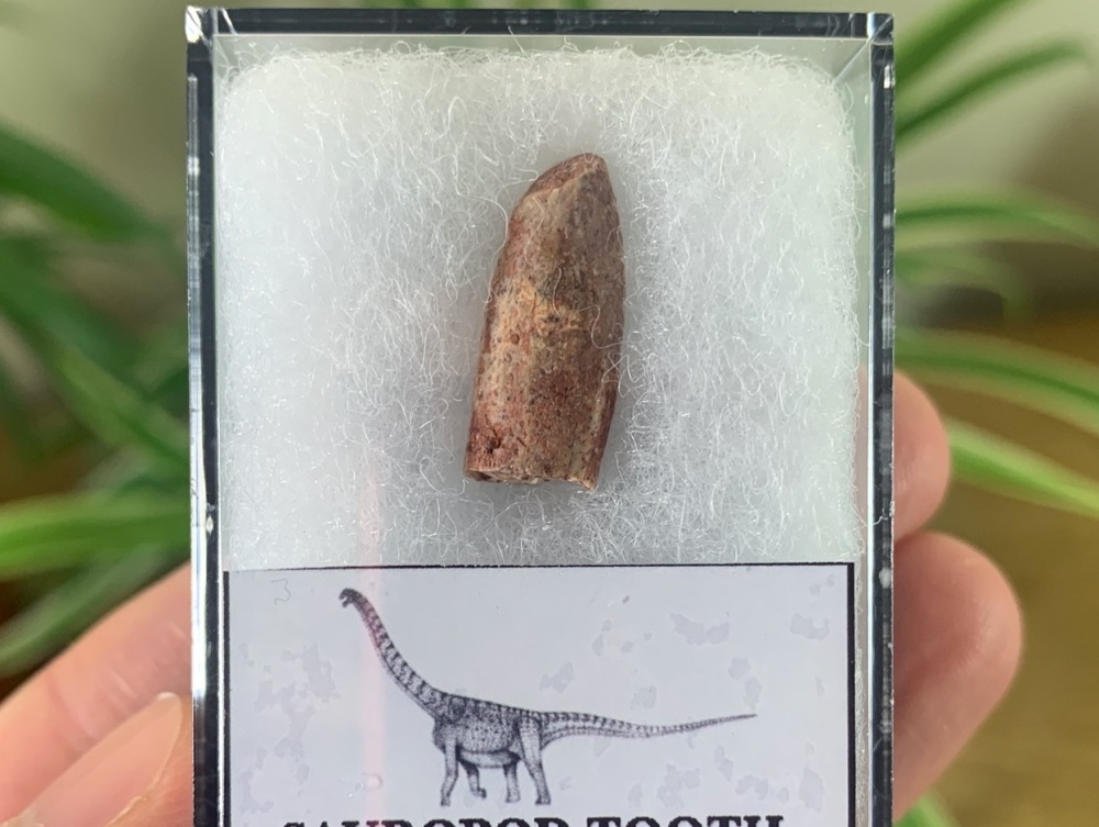 Titanosaurid Sauropod Tooth, Kem Kem #10