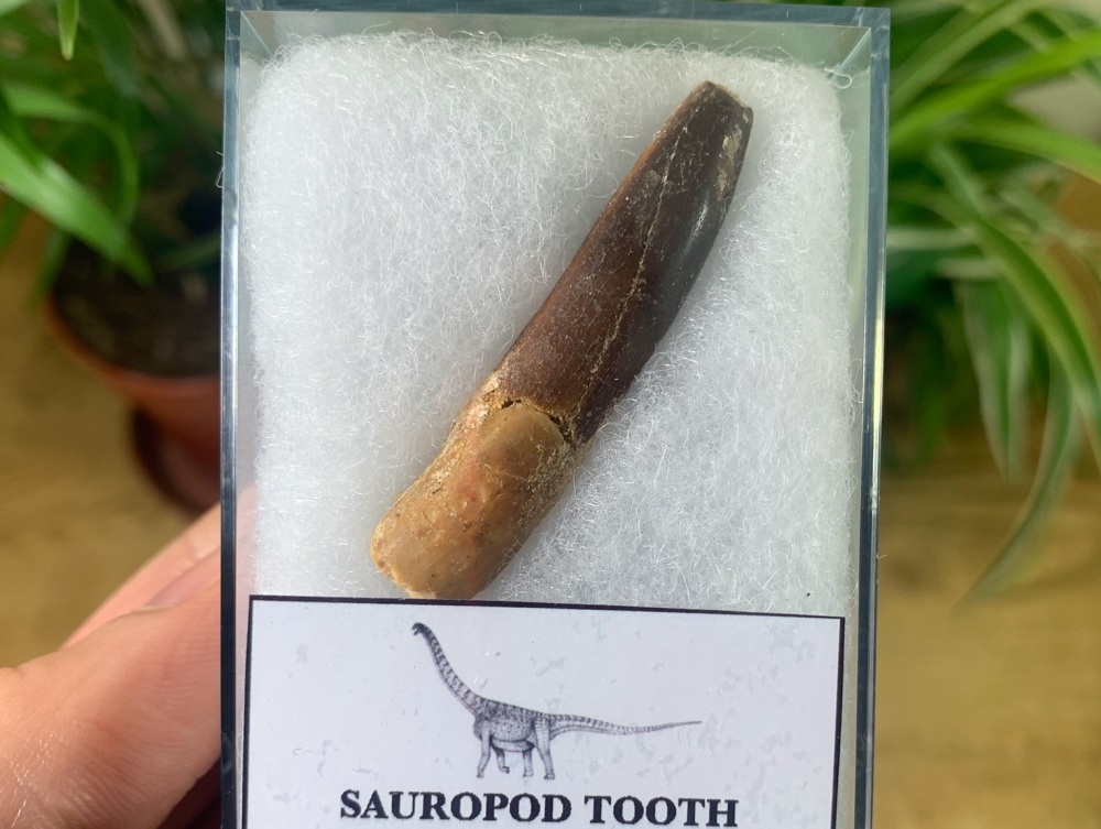 Titanosaurid Sauropod Tooth, Kem Kem #11