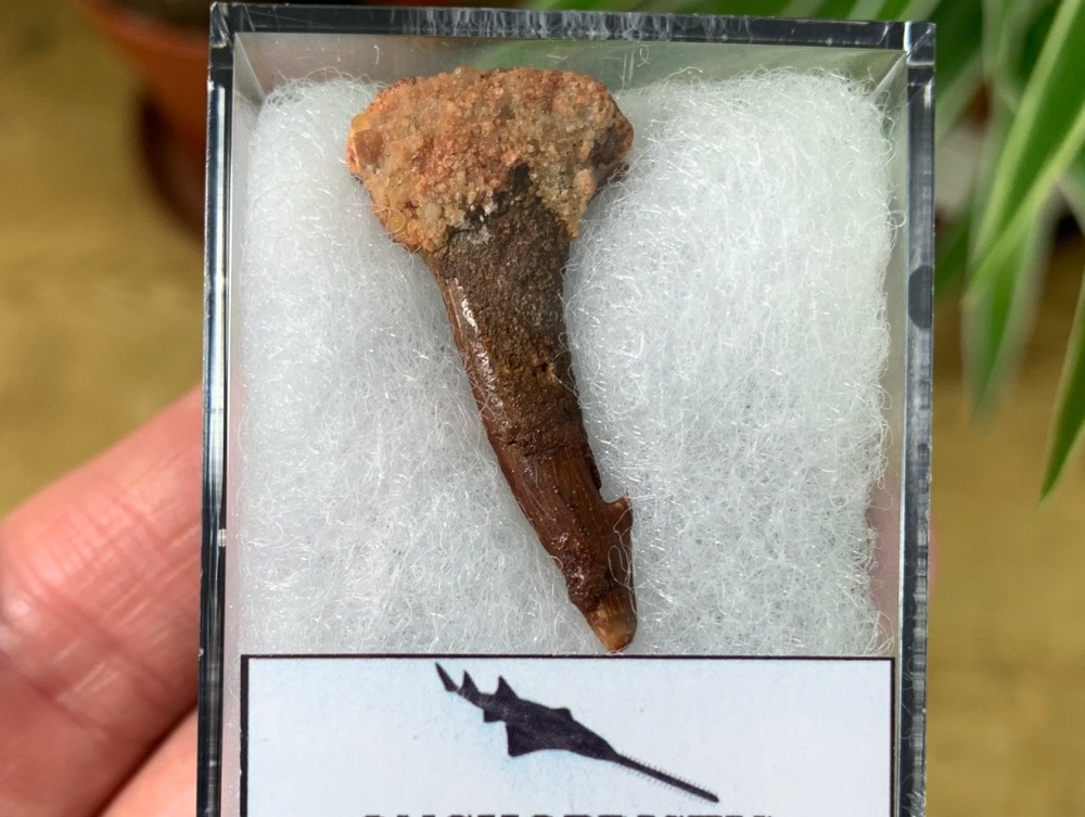 Onchopristis Fish Tooth (Kem Kem, Morocco) #01