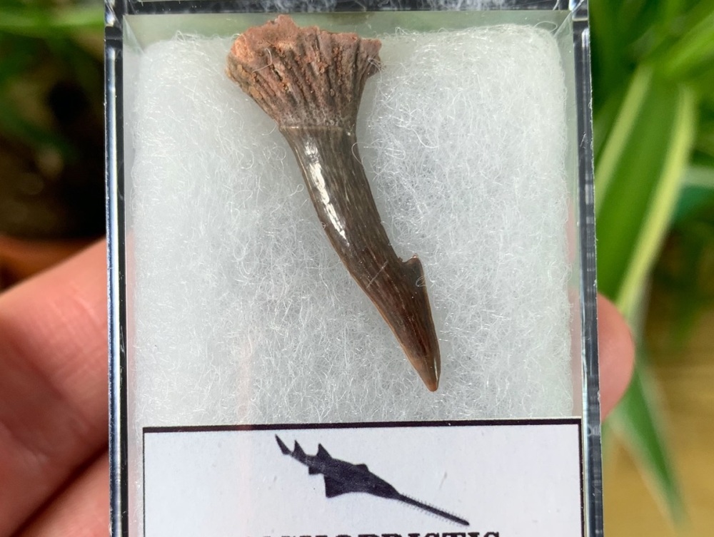 Onchopristis Fish Tooth (Kem Kem, Morocco) #03