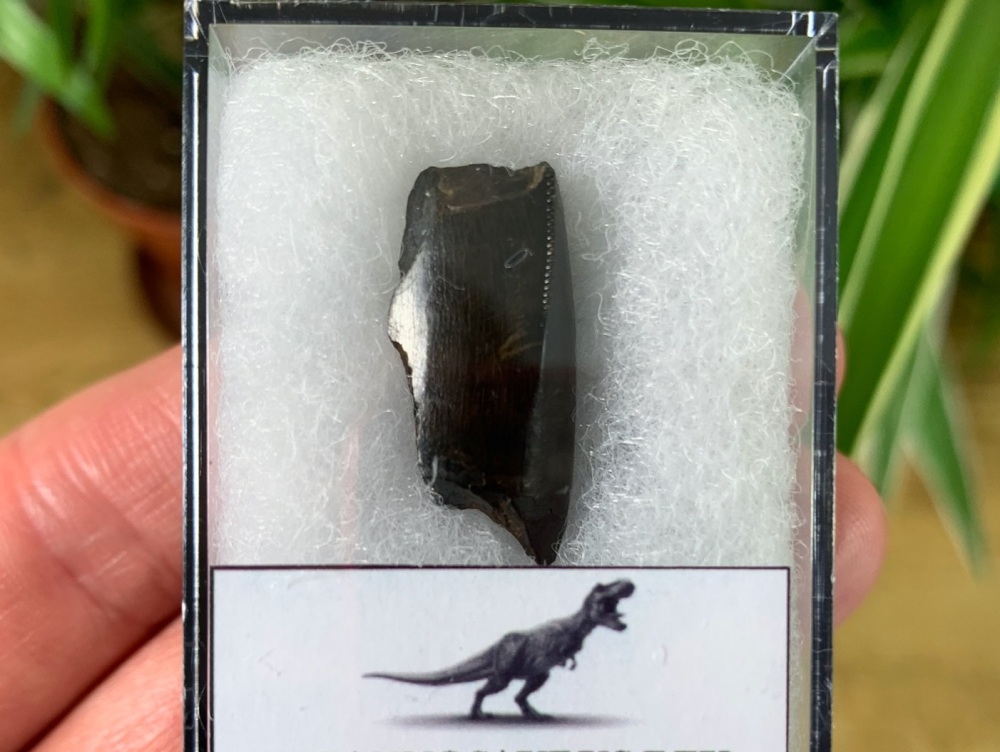 Tyrannosaurus rex Tooth Chunk (1 inch) #03
