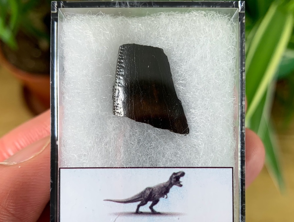 Large Tyrannosaurus rex Tooth Chunk #05