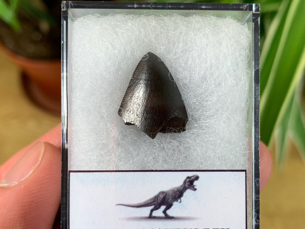 Tyrannosaurus rex Tooth Tip (0.66 inch) #07