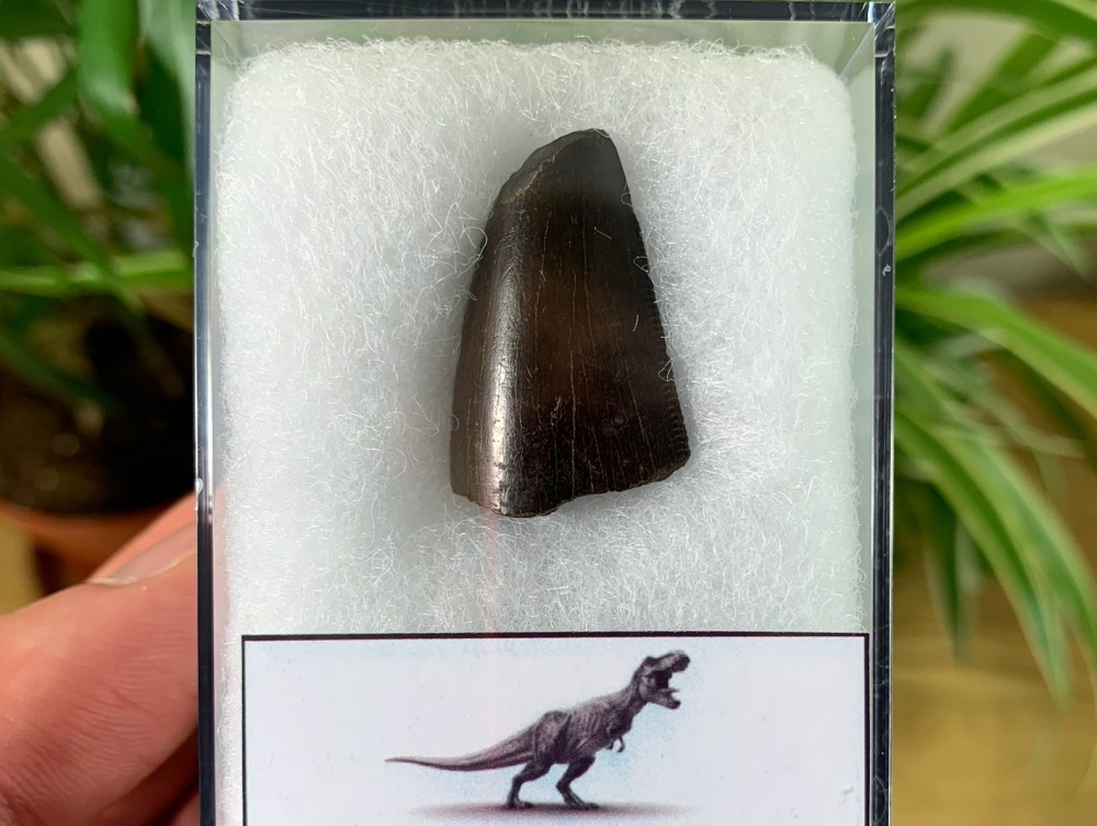 Tyrannosaurus rex Tooth (1.06 inch) #16