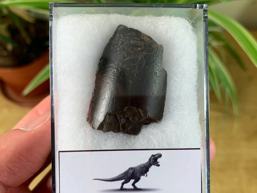 Tyrannosaurus rex Tooth (1.69 inch) #17