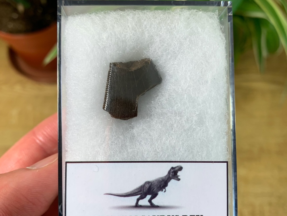 Tyrannosaurus rex Tooth Chunk (0.69 inch) #18