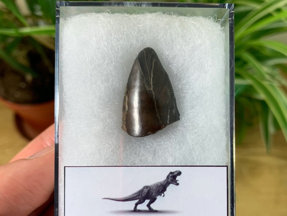 Tyrannosaurus rex Tooth Tip (1 inch) #19