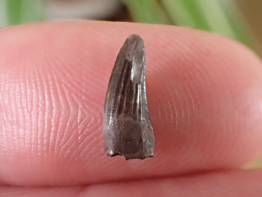 Paronychodon Tooth #01