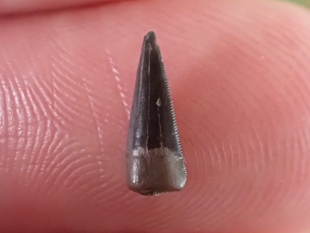 Richardoestesia Tooth #03
