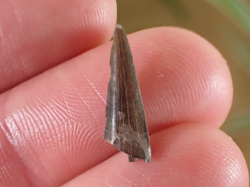 Richardoestesia Tooth #04