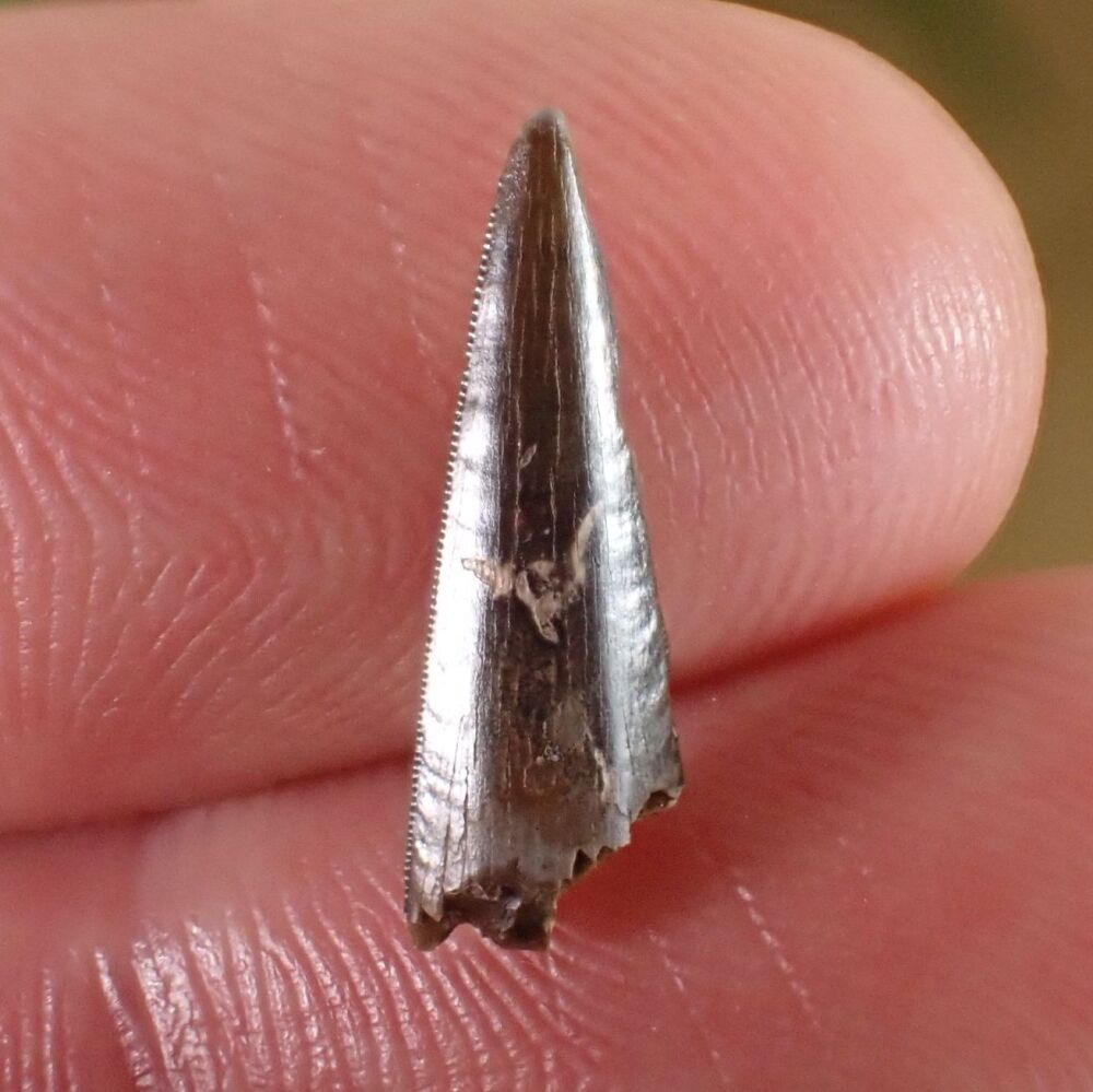 Richardoestesia Tooth #04