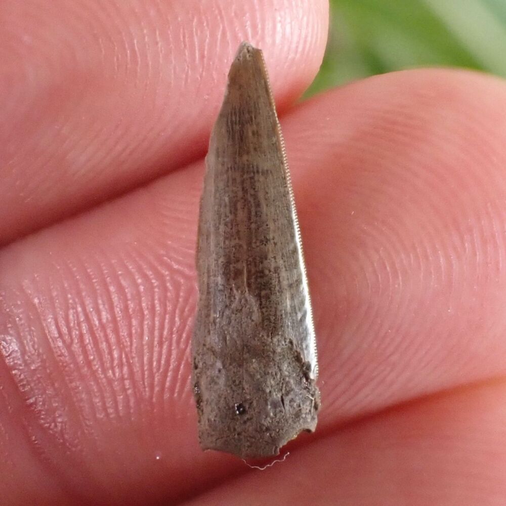 Richardoestesia Tooth #06