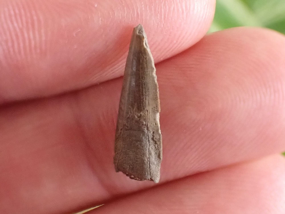 Richardoestesia Tooth #06