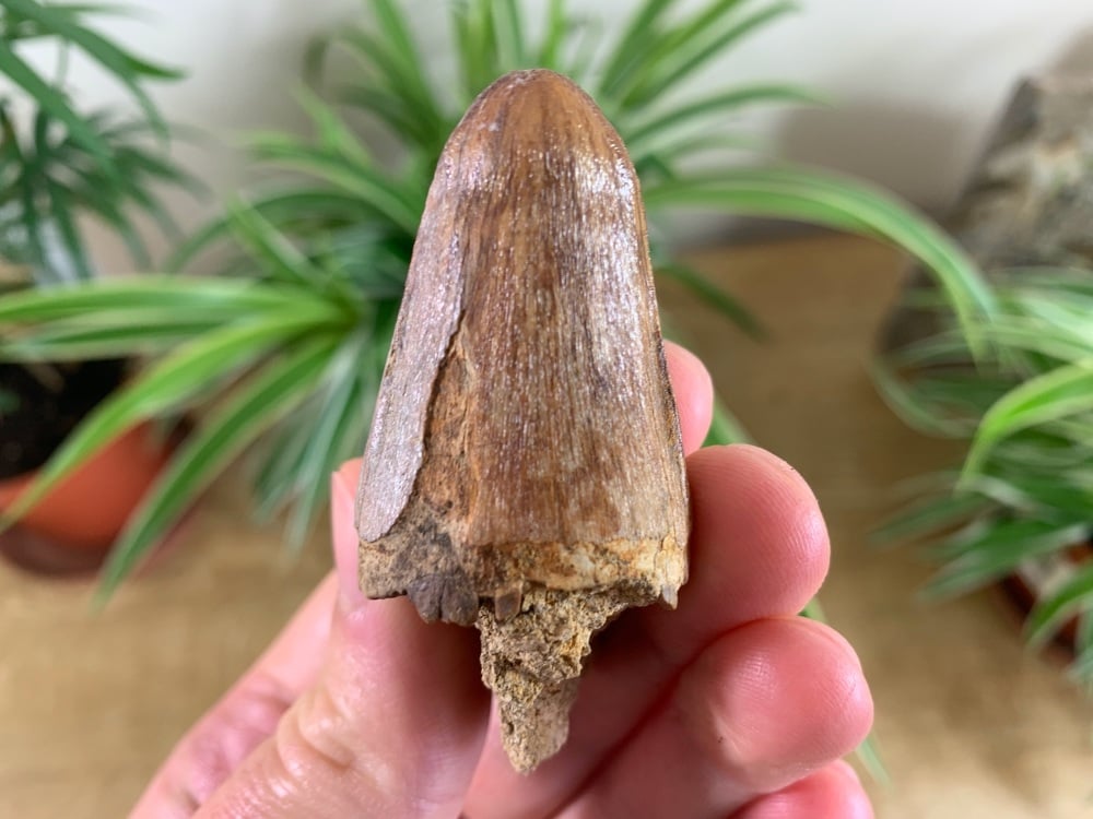 Large Crocodile Tooth, West Java (Indonesia)