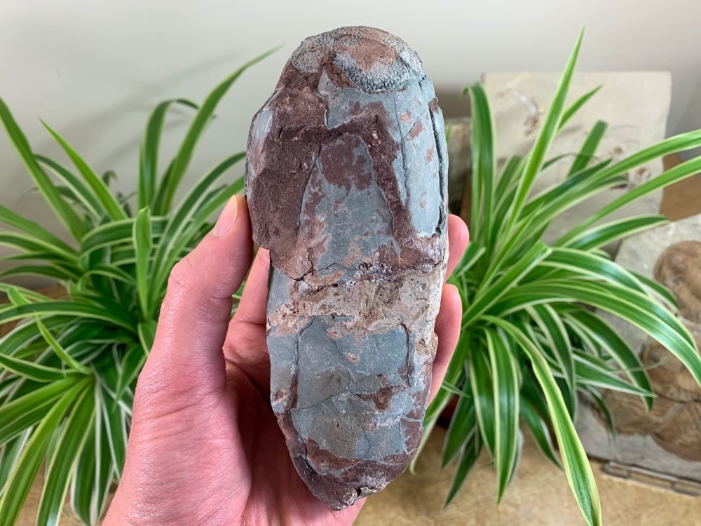 Oviraptor (Elongatoolithid) Dinosaur Egg #02