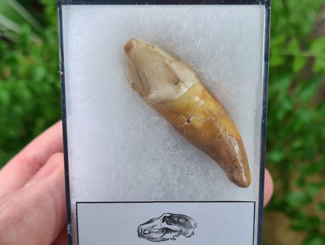 Ursus spelaeus Cave Bear Tooth (incisor) #02