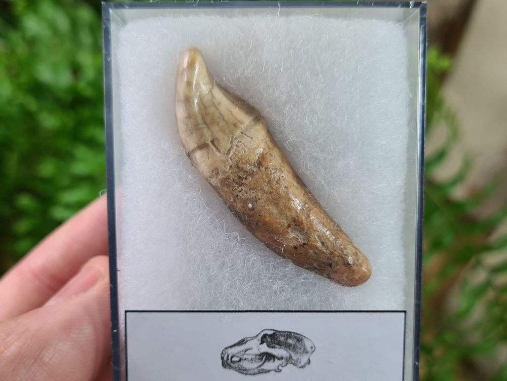 Ursus spelaeus Cave Bear Tooth (incisor) #03