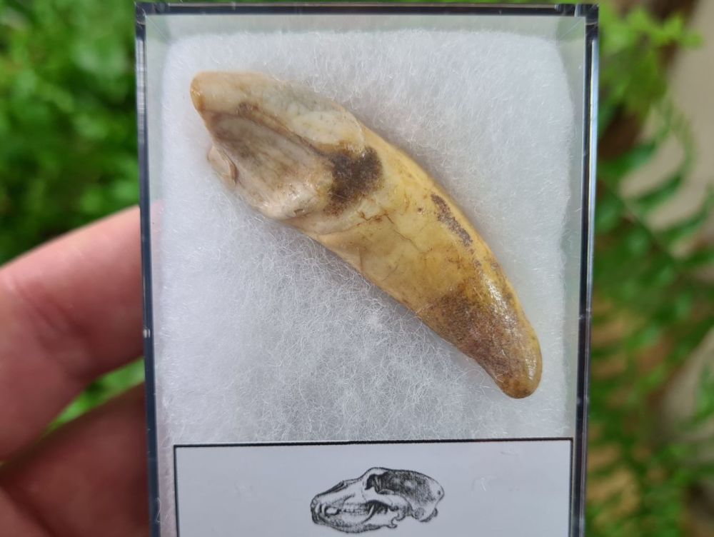 Ursus spelaeus Cave Bear Tooth (incisor) #04