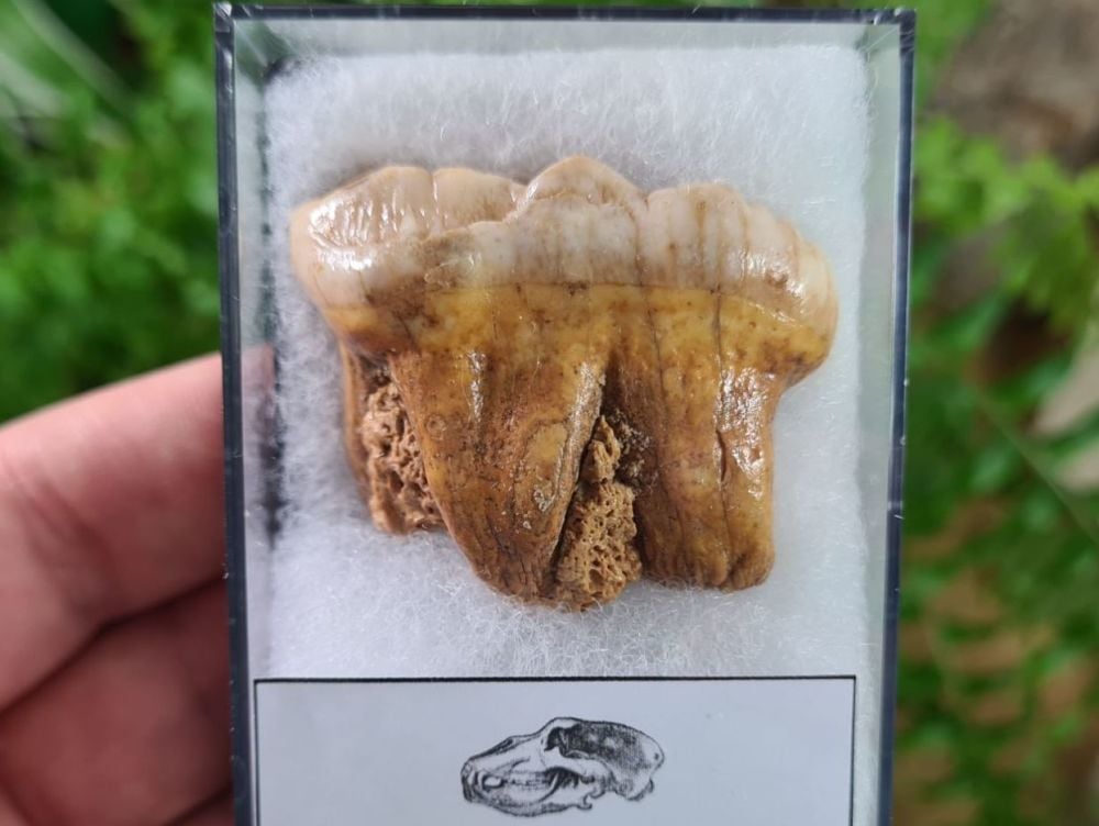 Ursus spelaeus Cave Bear Tooth (molar) #11