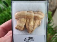 Ursus spelaeus Cave Bear Tooth (molar) #06