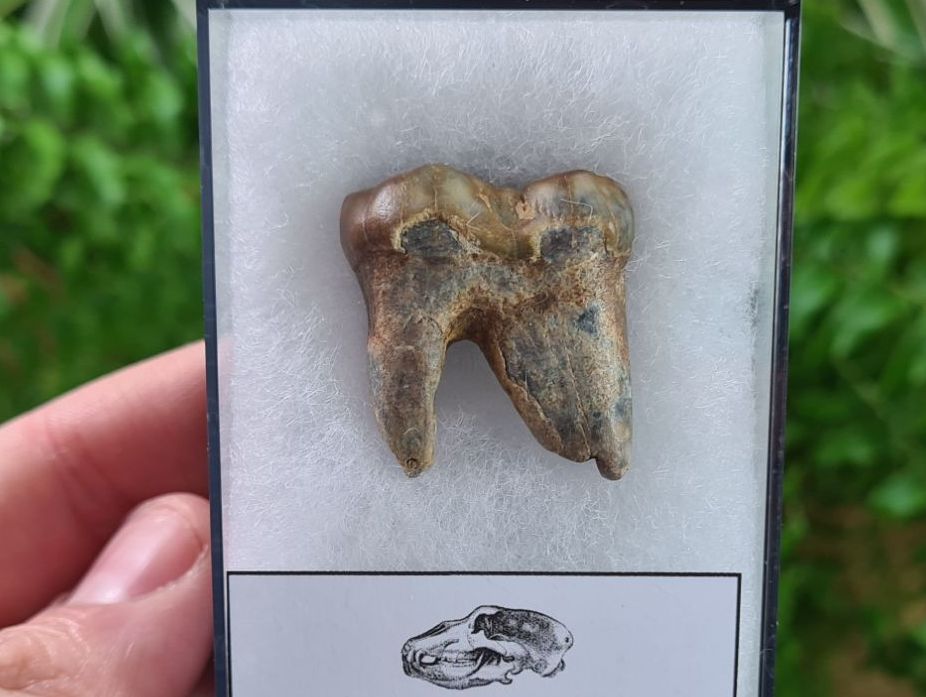 Ursus spelaeus Cave Bear Tooth (molar) #10