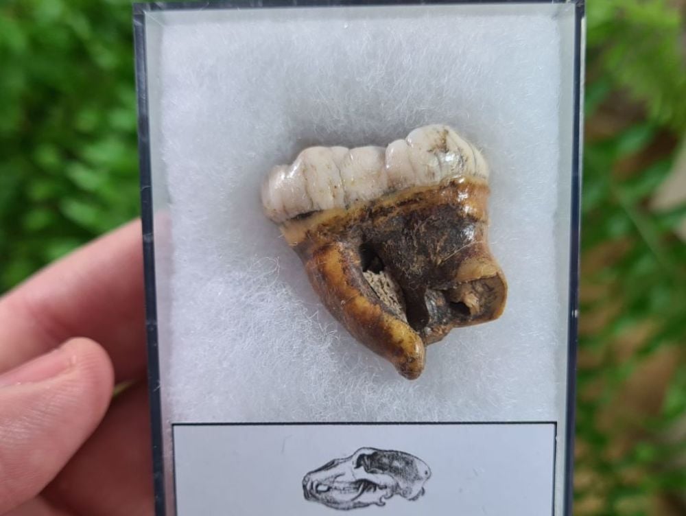 Ursus spelaeus Cave Bear Tooth (molar) #11