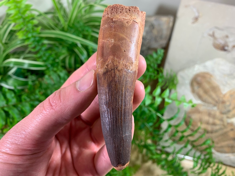 XL Spinosaurus Tooth - 3.75 inch #SP42
