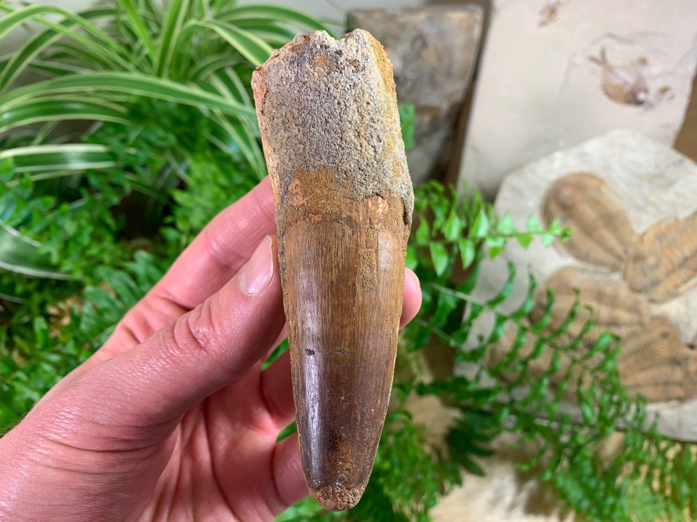 XL Spinosaurus Tooth - 4.13 inch #SP43