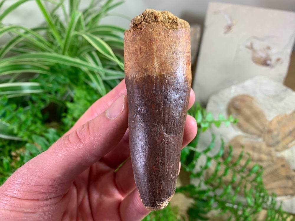 XL Spinosaurus Tooth - 3.88 inch #SP44