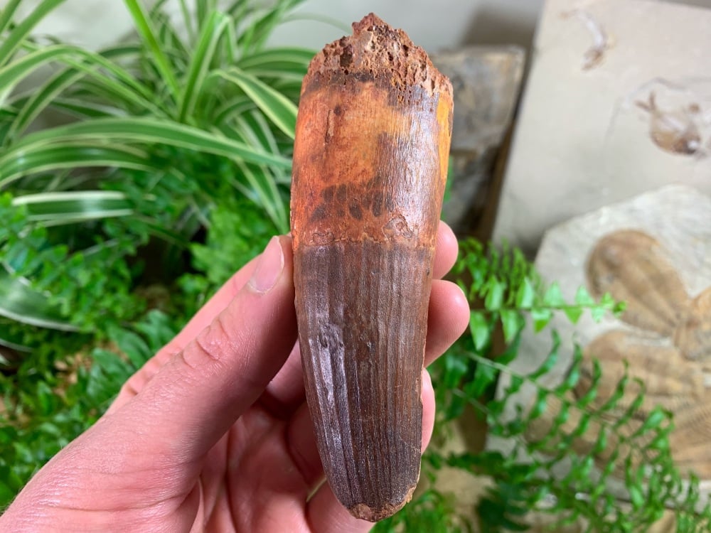 XL Spinosaurus Tooth - 4.19 inch #SP45