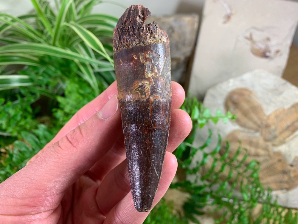 XL Spinosaurus Tooth - 3.69 inch #SP46