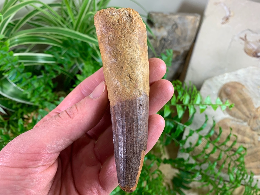 XL Spinosaurus Tooth - 4.38 inch #SP48