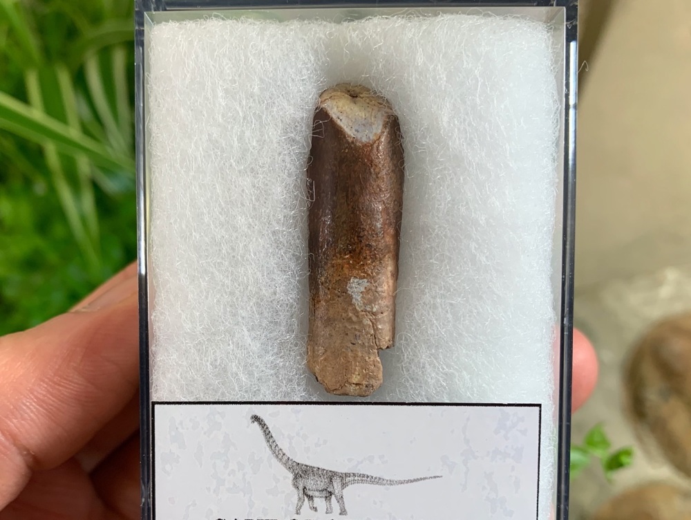 Titanosaurid Sauropod Tooth, Kem Kem #06