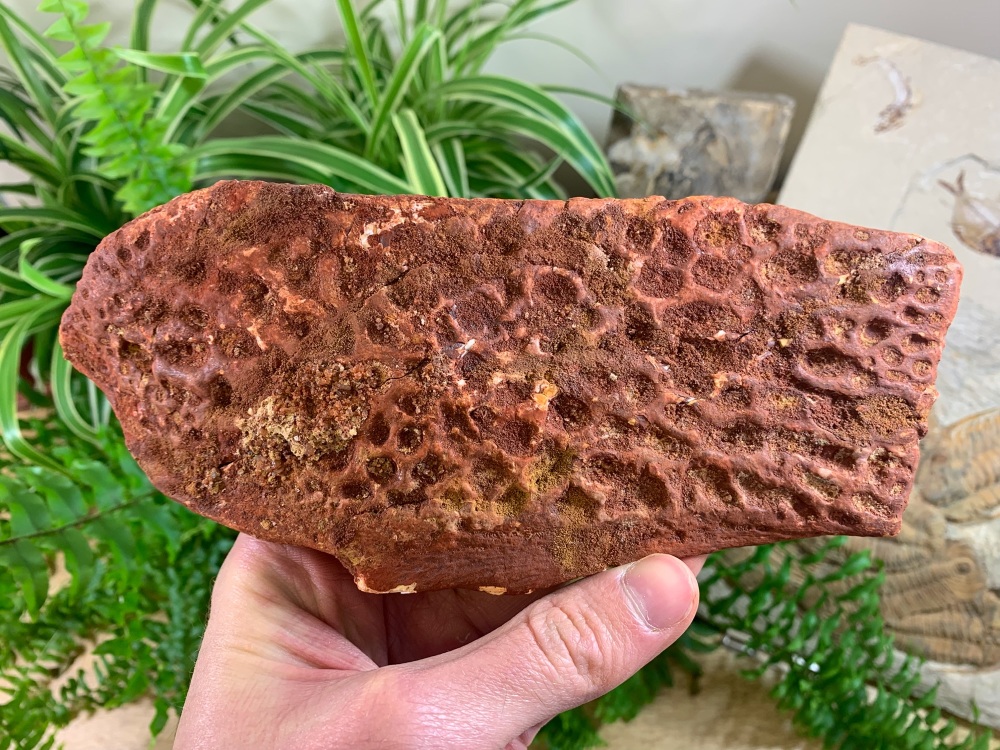 Crocodile Scute (Kem Kem, Morocco) #05