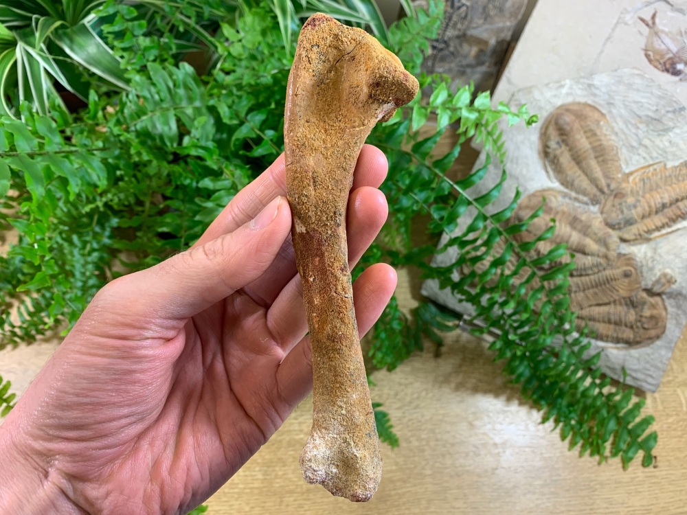 Crocodile Leg Bone (Kem Kem, Morocco) #01