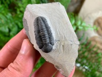 Reedops Trilobite #18
