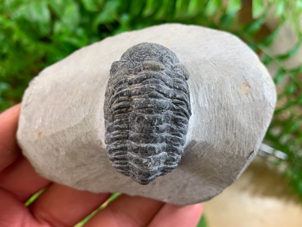 Phacopsid Trilobite #28