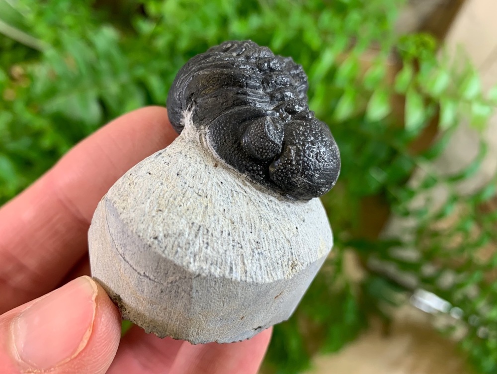 Phacopsid Trilobite #30