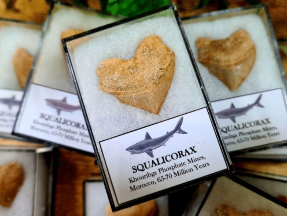Squalicorax Shark Tooth