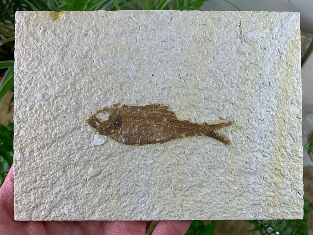 Knightia Fossil Fish, Green River Formation #20