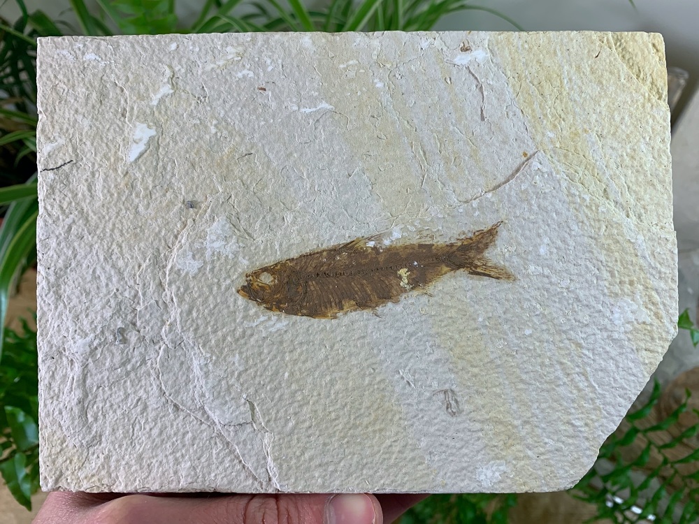 Knightia Fossil Fish, Green River Formation #21