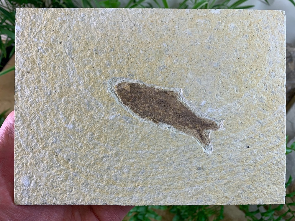 Knightia Fossil Fish, Green River Formation #22