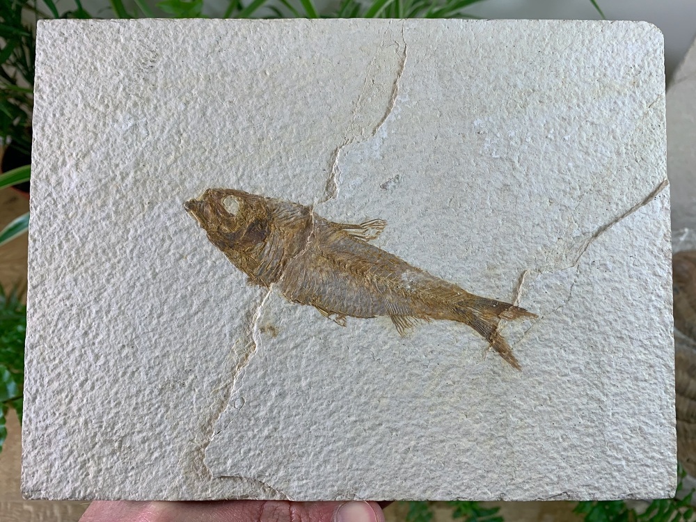 Knightia Fossil Fish, Green River Formation #23