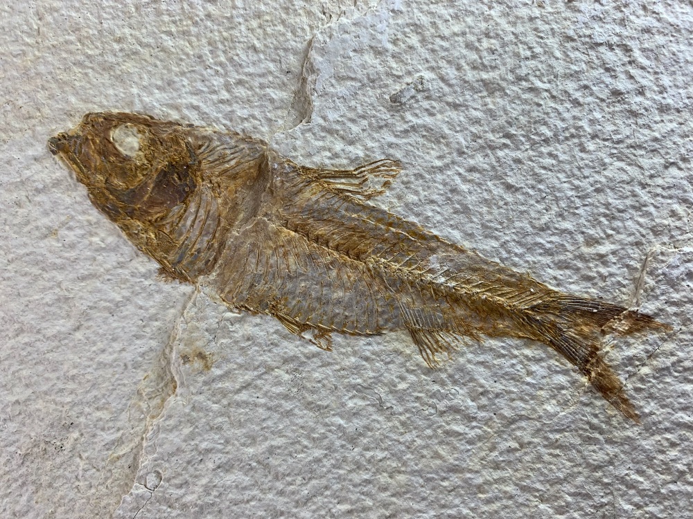 Knightia Fossil Fish, Green River Formation #23
