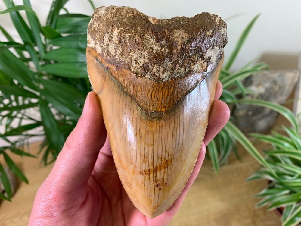 Dino Fossils UK Huge Selection of Fossils For Sale.