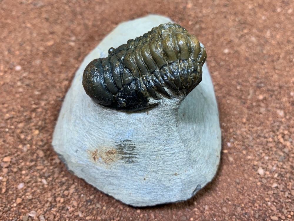 Crotalocephalus Trilobite #18