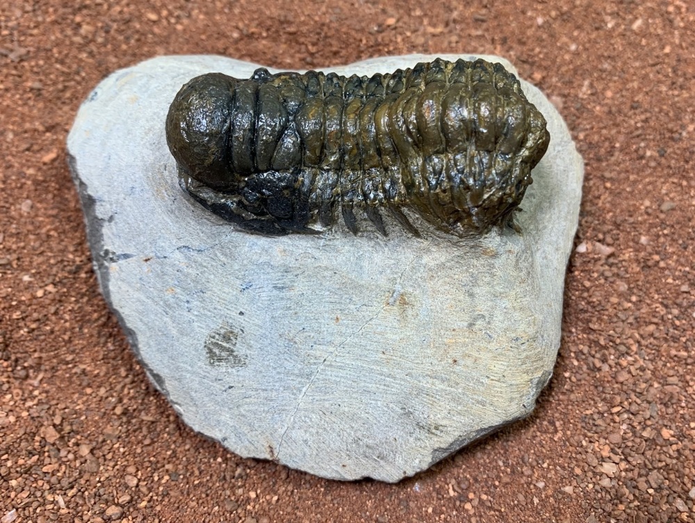 Crotalocephalus Trilobite #19