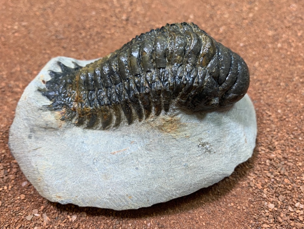 Crotalocephalus Trilobite #21