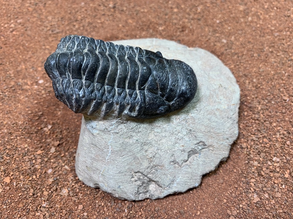 Crotalocephalus Trilobite #22